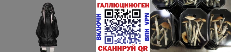 наркотики  Верхняя Пышма  Псилоцибиновые грибы MAGIC MUSHROOMS 